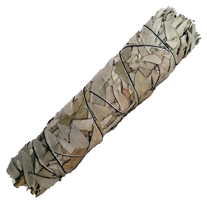 Californian White Sage for Clear Energy and Restore Balance